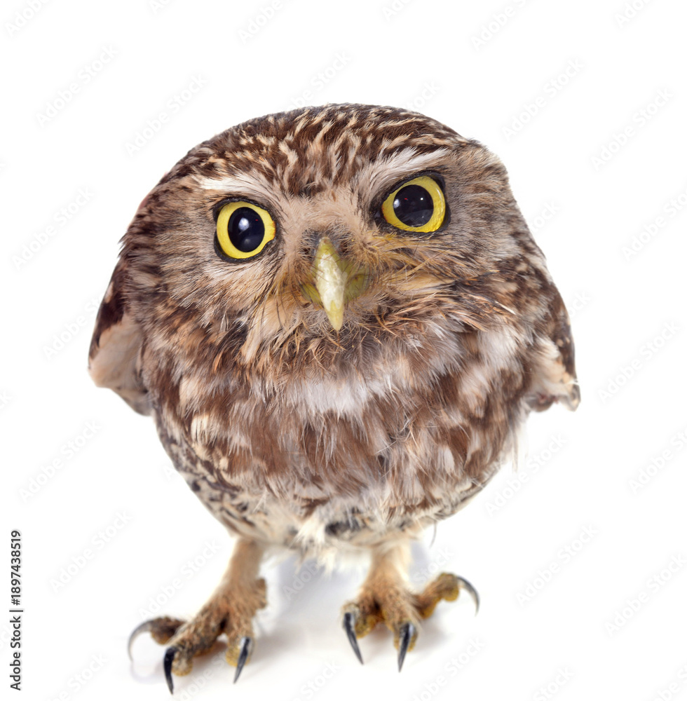 Fototapeta premium Little owl