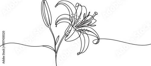 Single continuous line drawing beauty lilium lancifolium for home decor wall art poster print. Printable decorative tiger lily flower for green park. one line Icon drawing