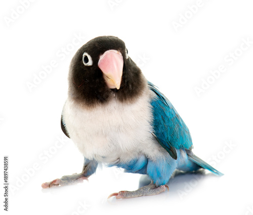 Canvas Print blue masqued lovebird