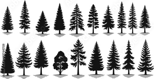 Black pine tree and evergreen forest silhouettes collection, coniferous spruce and fir tree set, woodland nature elements for winter mountain landscape design,