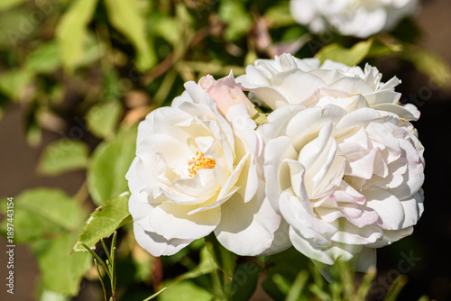 Elegant White Roses in Soft Sunlight: Delicate Bloom for Beauty, Romance, and Floral Decor