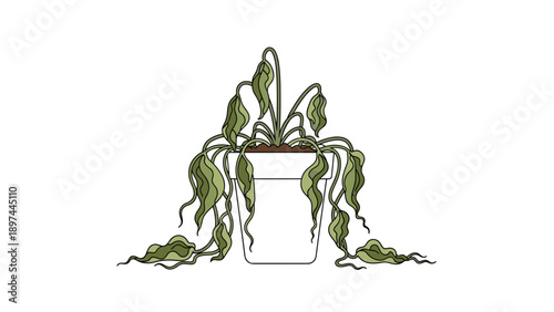 Wilting houseplant with drooping brown and green leaves in a white ceramic pot showing signs of dehydration and neglect.
