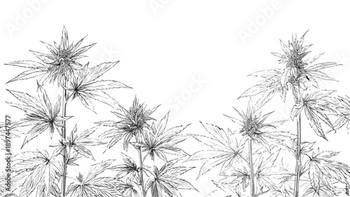 Cannabis Hemp Line Art Design Vector Illustration