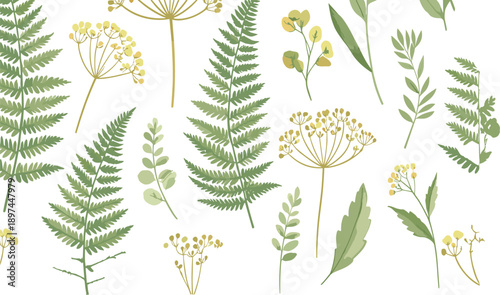 Botanical fern and wild herb elements set with delicate leaves and flowers in flat vector style isolated on white background