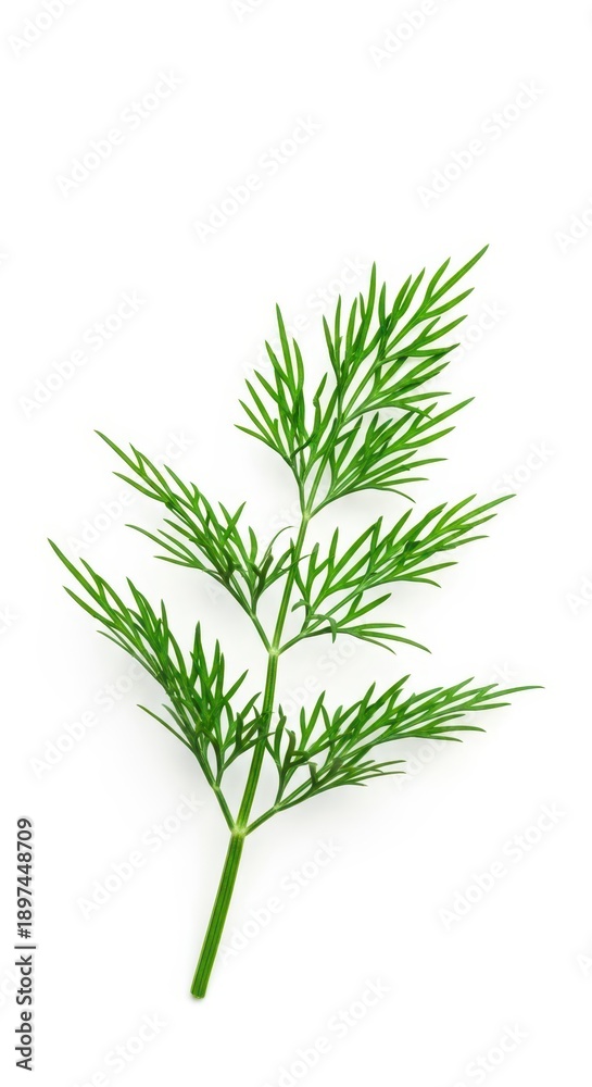 Fototapeta premium Vibrant green fresh dill sprig photographed close up and professionally isolated against a bright white background, ready for seasoning, clean, nutrition, Dill