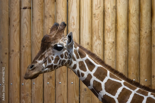 Photography giraffe in zoo