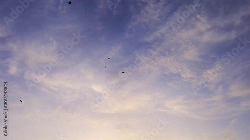 Flock of birds soaring high in blue vibrant evening sky with fluffy clouds