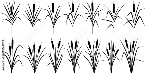 Cattail Reed Silhouette Illustration Set Featuring Marsh and Wetland Plants, Black Vector Botanical Elements for Nature, Ecology, and Landscape Design