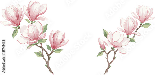 Pink magnolia flower branch illustration set with soft petals and green leaves, elegant spring blossom botanical design on white background