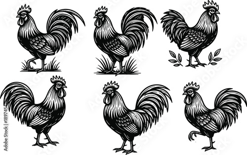 Vector, black, and, white, woodcut, style, illustration, of, six, different, roosters, with, detailed, feathers, for, traditional, farm, poultry, livestock, and, rural, agricultural, decor