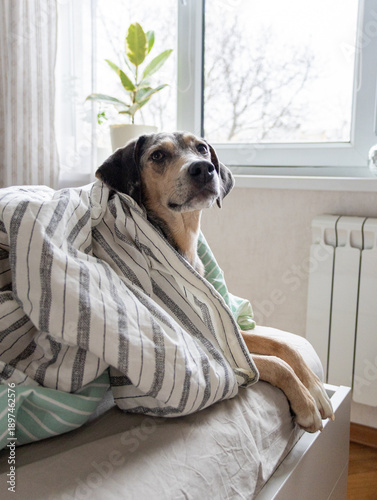 Wallpaper Mural spotted dog lies on bed under blanket against the background of a radiator. pet under blanket, heating in winter. taking care of animals, buying heater. purebred dog is sad and looks into frame. Torontodigital.ca