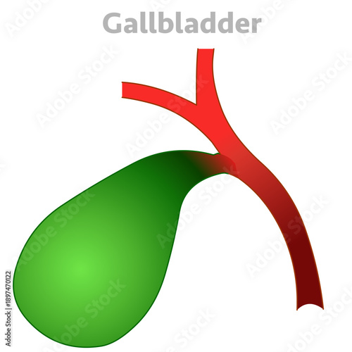 Gallbladder anatomy, bile ducts. Digestive organ, .medical education. Illustration vector