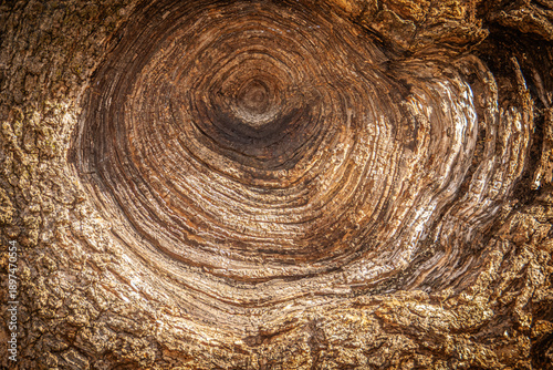 Viejo nudo en la corteza de un árbol tras el corte de una rama tiempo atrás. Corteza engrosada de un viejo corte en un árbol de Central Park, Nueva York, EEUU.
