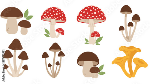 Assorted collection of various wild mushrooms including chanterelles, fly agarics, and porcini mushrooms with green leaves on a white background.