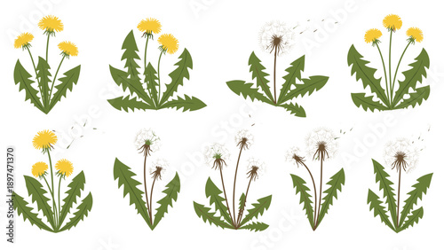 Natural collection of dandelion plants in various stages of growth including yellow flowers, white seeds, and jagged green leaves.