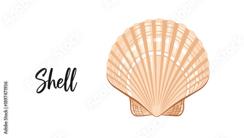 Elegant drawing of a single scallop seashell with intricate textures and soft orange tones accompanied by stylized text on a white background.