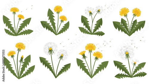 Set of eight different dandelions in various stages of growth from bright yellow flowers to fluffy white seed heads.