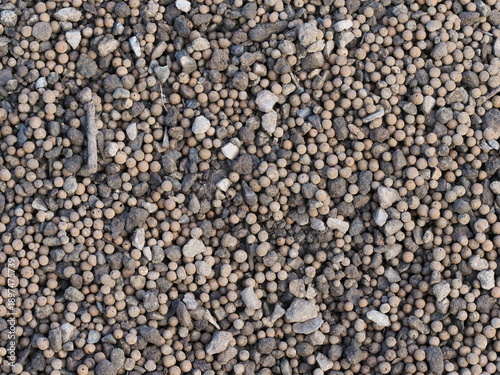 Billede på lærred Pumice granules, a porous volcanic rock often used as a plant substrate or for d