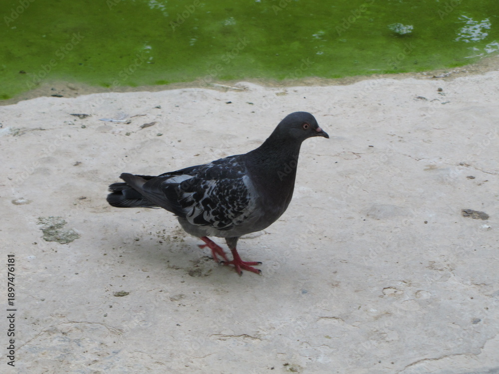 Obraz premium Pigeon