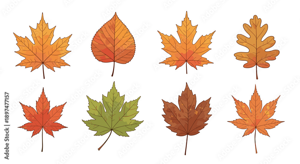 Fototapeta premium A beautiful collection of eight different autumn leaves, including maple and oak, illustrated in a colorful, hand-drawn style with detailed textures.