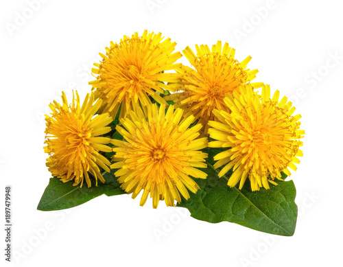 A cluster of bright yellow flowers with green leaves on a black background (1)