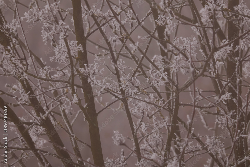 Obraz premium Natural winter background texture of bare tree branches covered in white hoarfrost and rime ice during freezing foggy weather