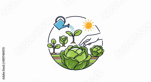 Depiction of cabbage growth stages, from seedling to mature vegetable, under sun and watering