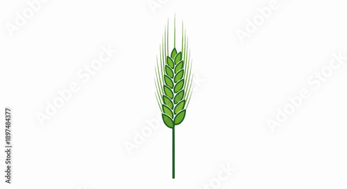 A single stalk of green wheat, stylized and isolated on white