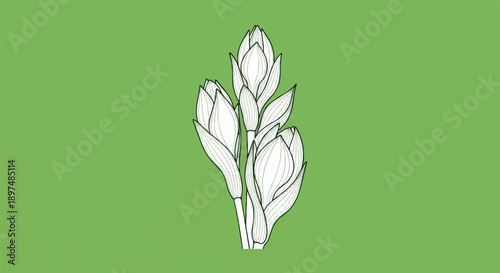 A line drawing of three unopened flower buds and one small bud on a green background