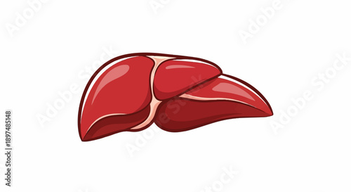 Stylized illustration of a human liver with defined lobes and a shiny, rich red hue