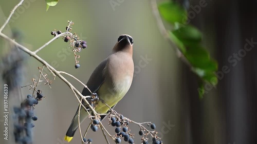 Cedar waxwing perched on a branch with berries