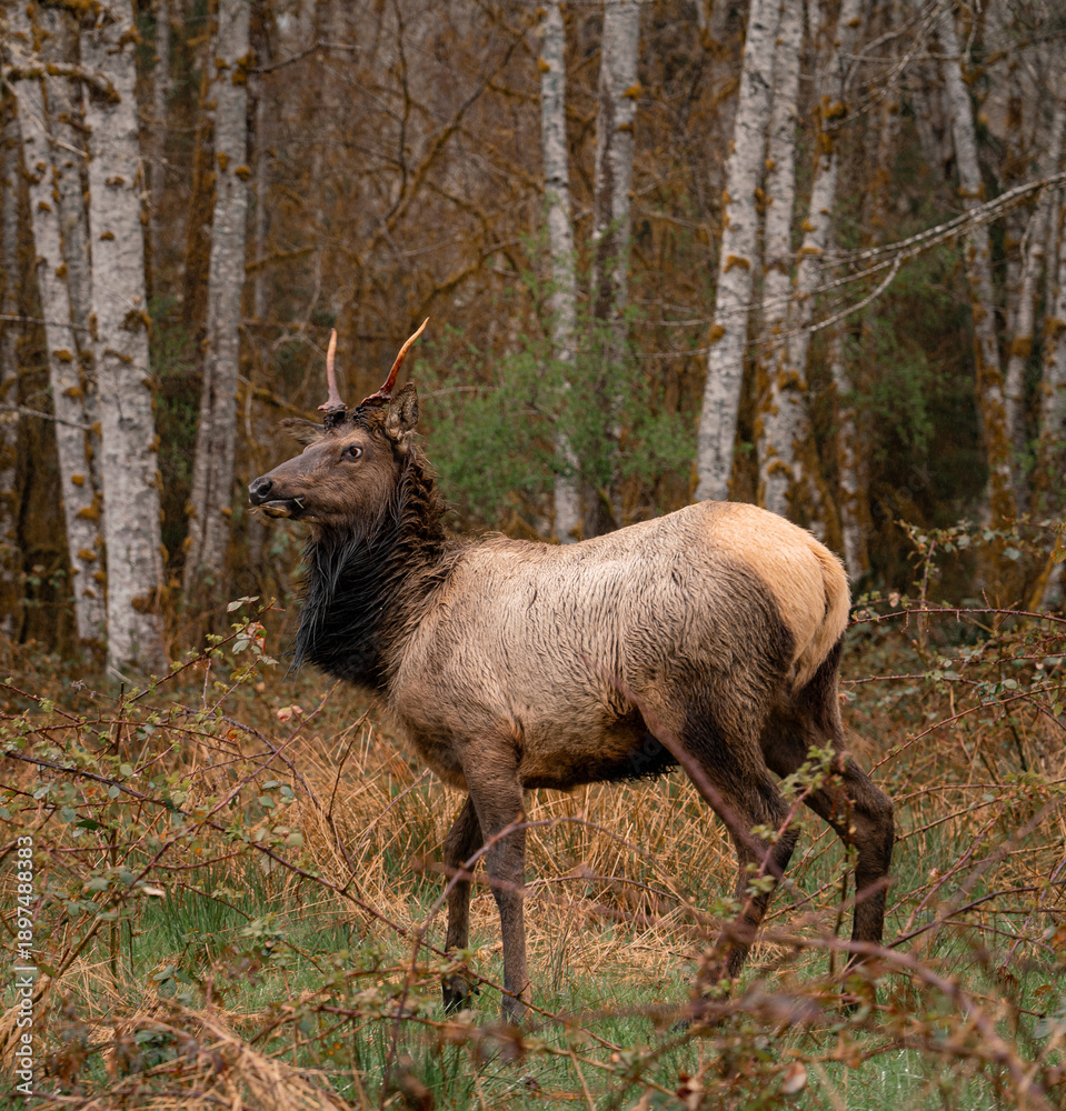 Fototapeta premium bull elk in the woods