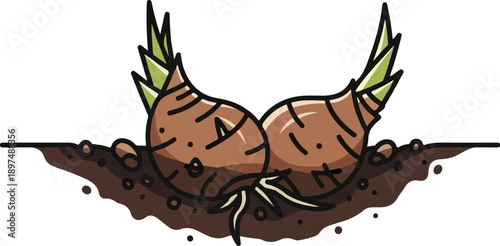 Two brown bulbs with green sprouts push through dark soil, showing roots