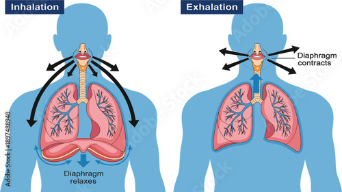 Respiratory System Inhalation and Exhalation Diagram Vector Illustration Showing Lung Expansion, Diaphragm Movement, Airflow Direction, and Human Breathing Process