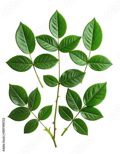 Six-branched leaf stem with green, oval leaves on black background