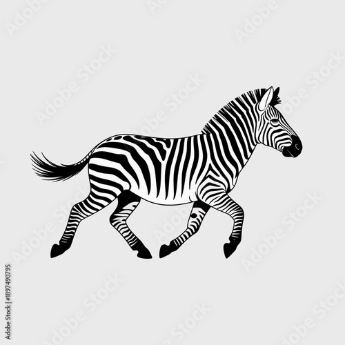 Running zebra with black and white stripes, African wildlife, detailed vector illustration