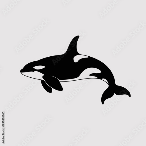 Stylized Black and White Silhouette of an Orca Killer Whale Swimming Gracefully in the Ocean, Simple Vector Illustration