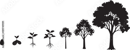 Tree growth stages from seed to mature plant development natural process vector silhouette illustration