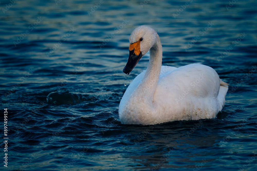 Obraz premium Bewick's Swan Swimming on Blue Water at Sunset, Slimbridge Wetland Centre