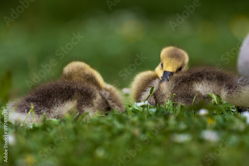 Two Adorable Greylag Goose Goslings Resting in Green Grass at Slimbridge Wetland Centre