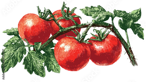 Vibrant Tomato Plant on White Background Vector with Outline
