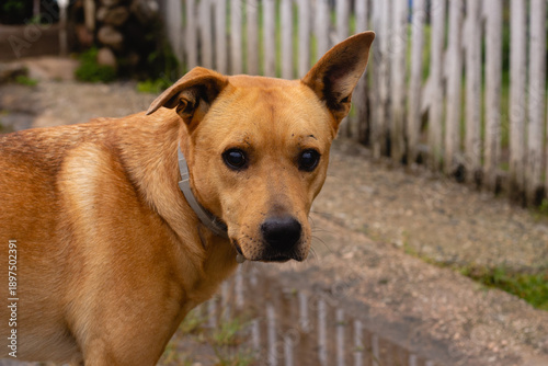 Brazilian caramel dog