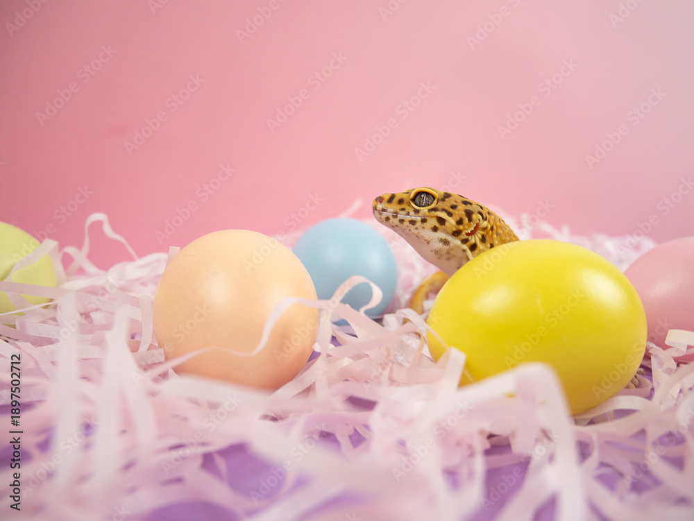 Obraz premium Leopard gecko among colorful Easter eggs on shredded paper with a soft pink background in a festive arrangement. Easter concept. Pro Photo