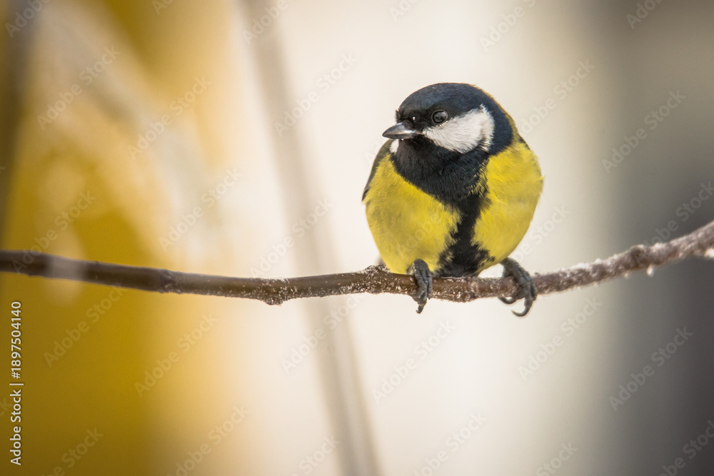Obraz premium Great tit (Parus major) 