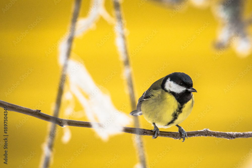 Obraz premium Great tit (Parus major)