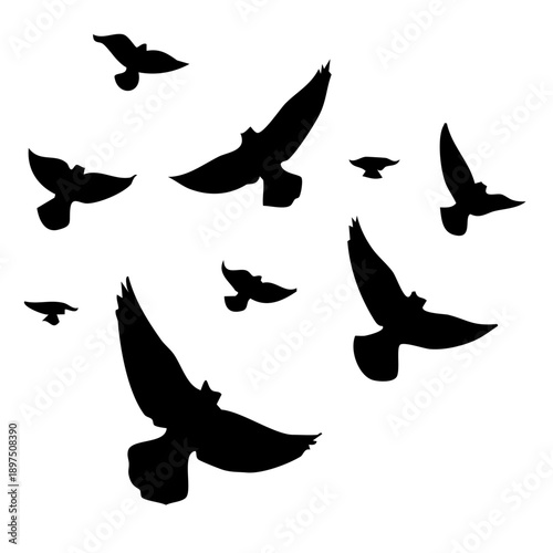 Birds flying in the sky