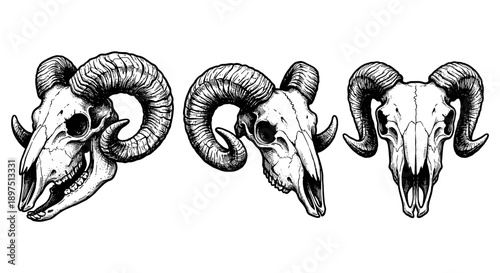 Three ram skulls with curved horns are displayed in a detailed black and white illustration.