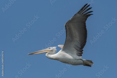 Dalmatian pelican bird flying 