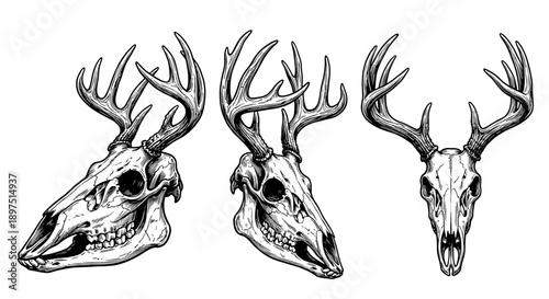 Three detailed illustrations of deer skulls with prominent antlers, rendered in grayscale.