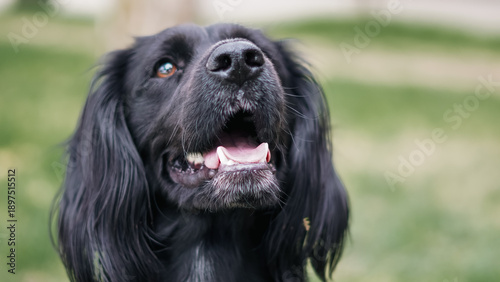 Foto Black dog with long fur looking up outdoors in a grassy area